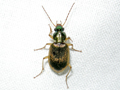 Chlaenius vestitus